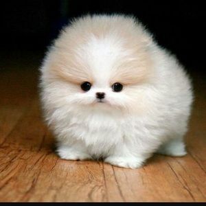 Meet your Posher, Lexi